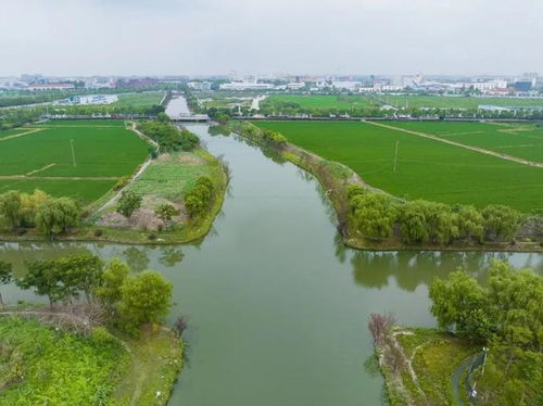 青浦水环境治理见成效，香花桥河道焕新颜